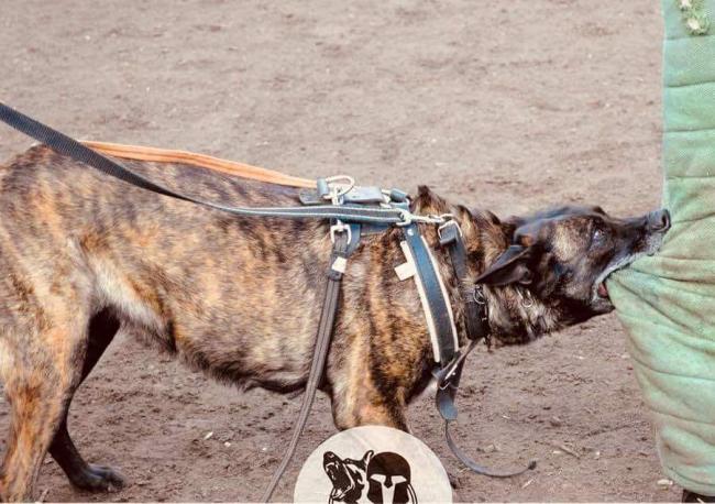Harapott sebek ellátása