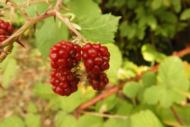 HOGYAN KÉSZÍTSÜK FEL IMMUNRENDSZERÜNKET A TÉLRE